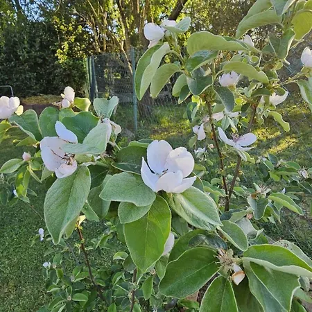 Casa Da Billy Daire *